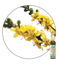 Aigremoine - Agrimony (n°1), 20 ml